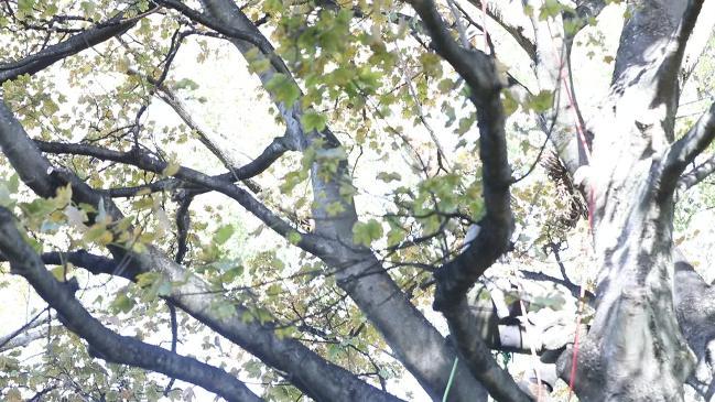 National Tree Climbing Championships