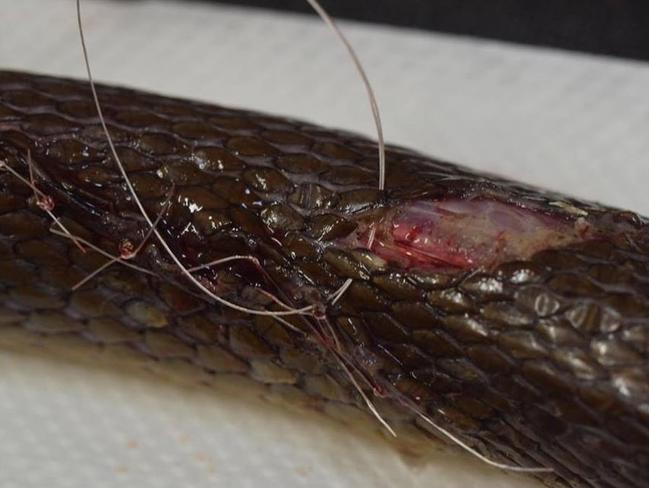 The snake being stitched. The sutures are expected to be removed in about three weeks, with the taipan then released back into the bush. Picture: Joe Mackereth