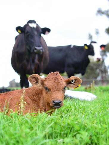 The brands are sold through independent retailers in Shepparton, Bendigo and Melbourne, as well as Cannings Butchers. Picture: Zoe Phillips