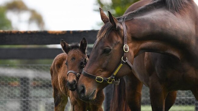 Winx with her filly (Winx and Pierro Filly). Photo: Supplied