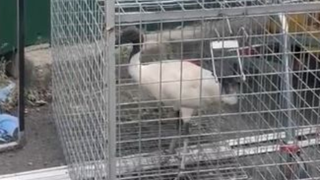 Outrage as ibis seen caged beside pub’s rubbish bins