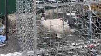 A still from the video showing an ibis in a cage at a bin area beside the Lonestar Tavern in Mermaid Waters.