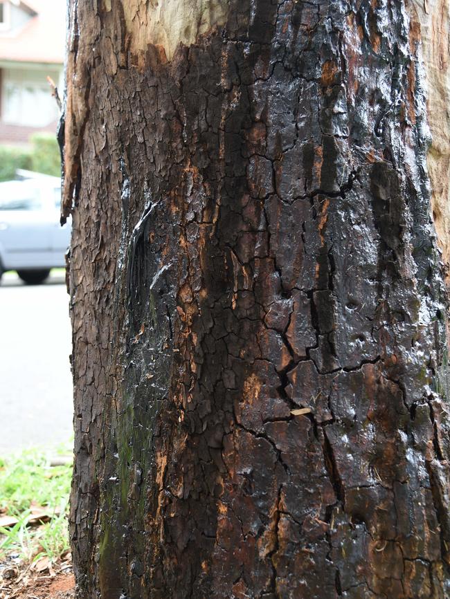 Poison was drilled into the trunks.