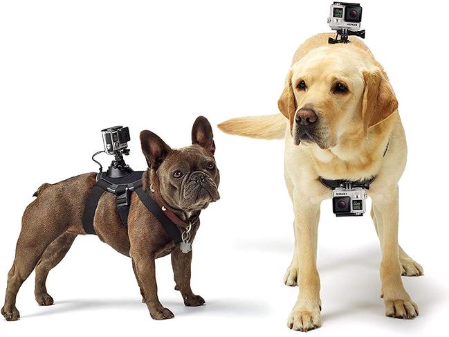 The GoPro Fetch Harness gives action camera owners two mounts for a video from a dog's perspective.