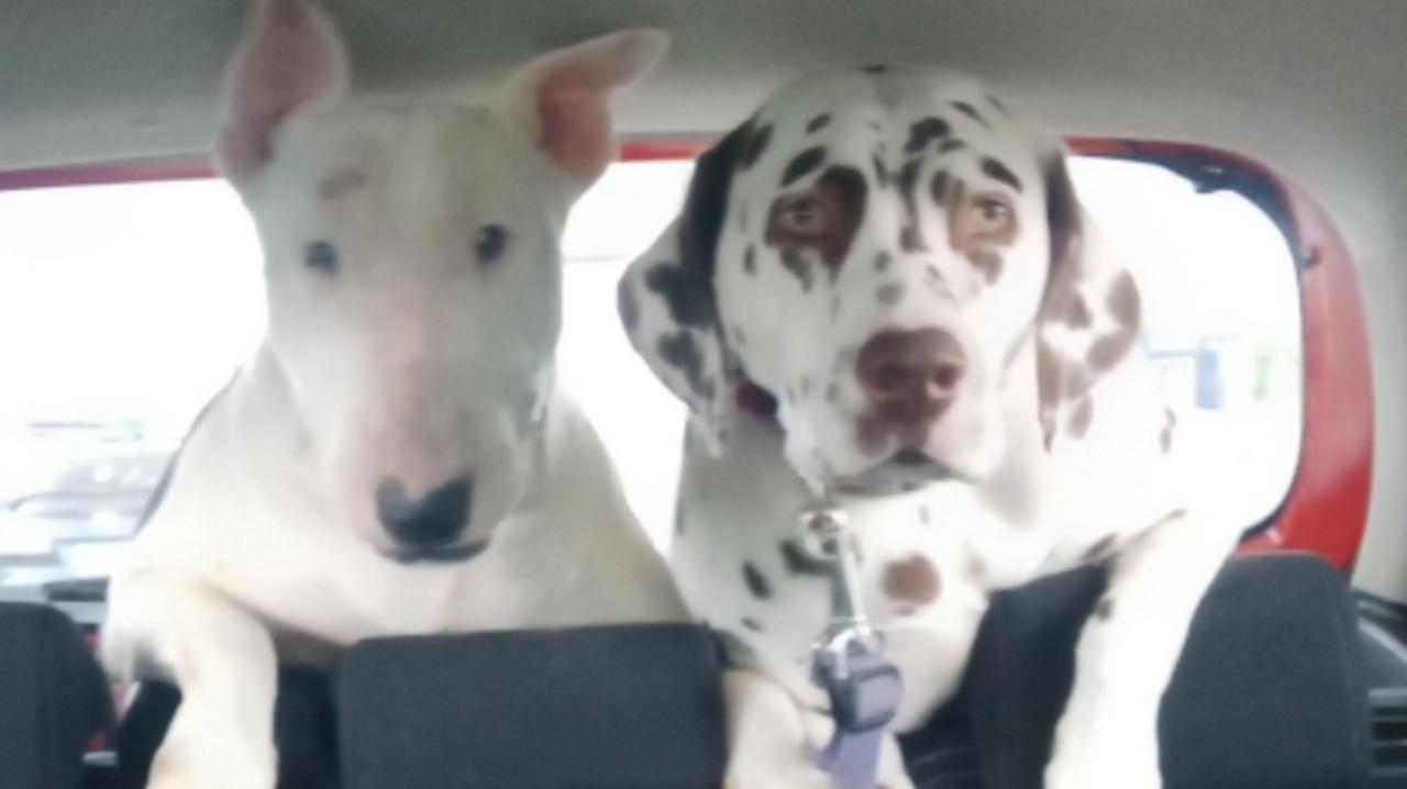 BONNY AND CLYDE ... Mia the English bull terrier and Cinder the Dalmatian were both excited to go for a car ride to the vet clinic. Picture: Rebecca