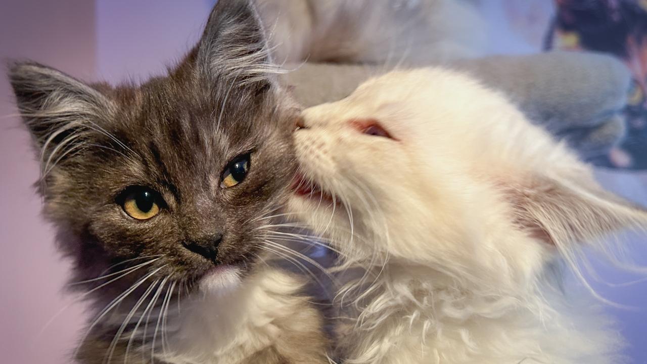 Rescue kitten Hollie purrfect example of RSPCA care