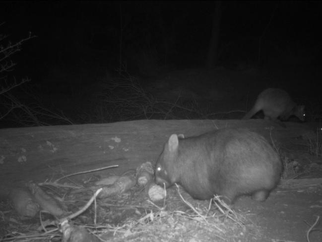 A wombat caught on camera at a food drop in the national park.