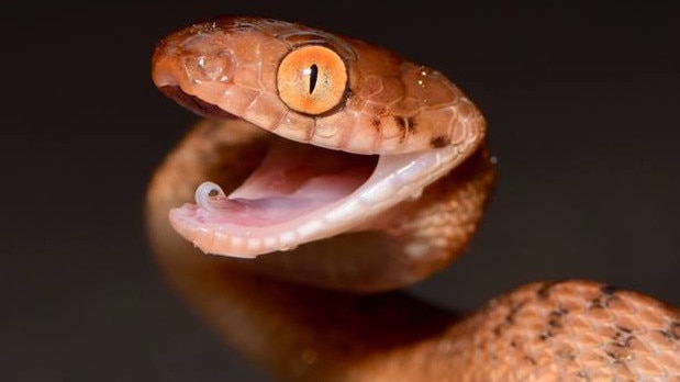 Two snakes stolen from Lilydale High School were discovered during a drug raid at a Lilydale home, the court heard. Picture: Todd Michaelsen