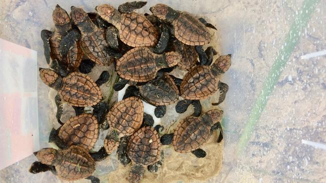 More than 40 disorientated turtle hatchlings rescued from a Woorim ...