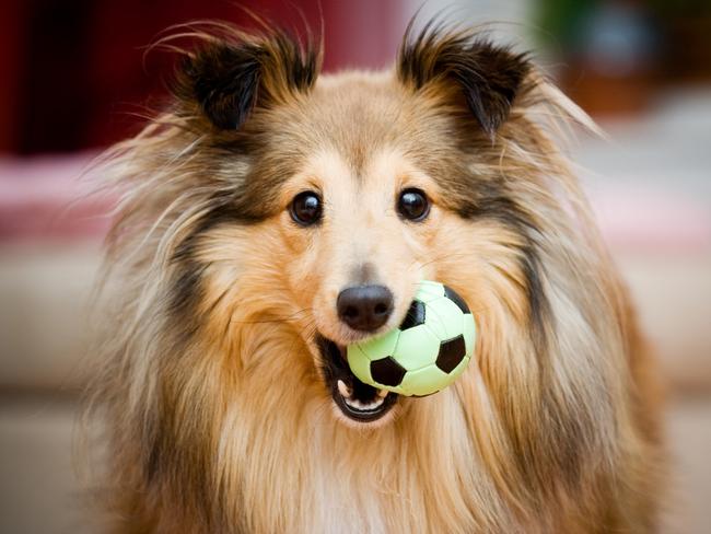 Shetland Sheepdogs have their issues too.