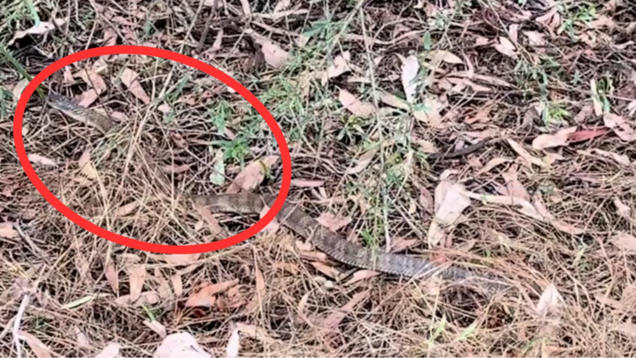 Melbourne Animal Encounters: Tiger Snake, Pobblebonk Frog, Ringtail 