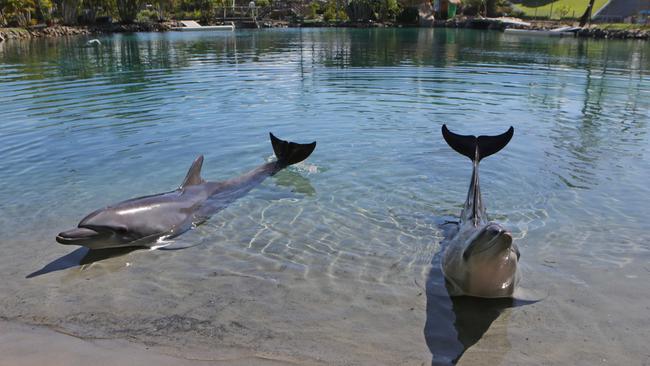 Mr Long says Sea World’s extensive, filtered, sandy-bottomed lagoons are enriching for it’s dolphins. Pics Tim Marsden