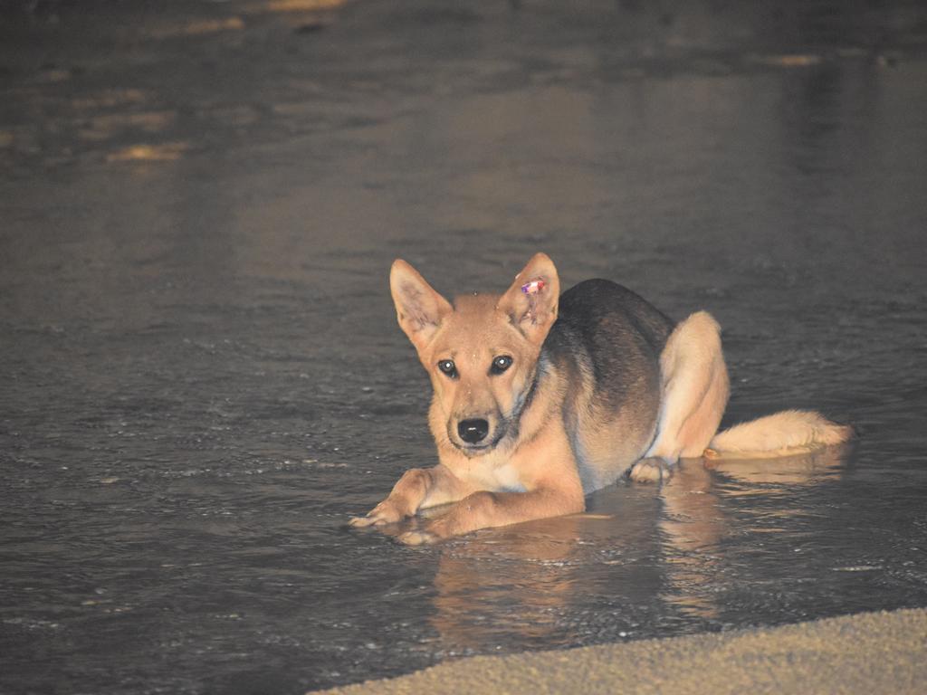 The dingo killed with a speargun on K'gari.