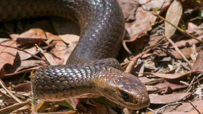 Snakes have been spotted in big numbers across the northern suburbs.