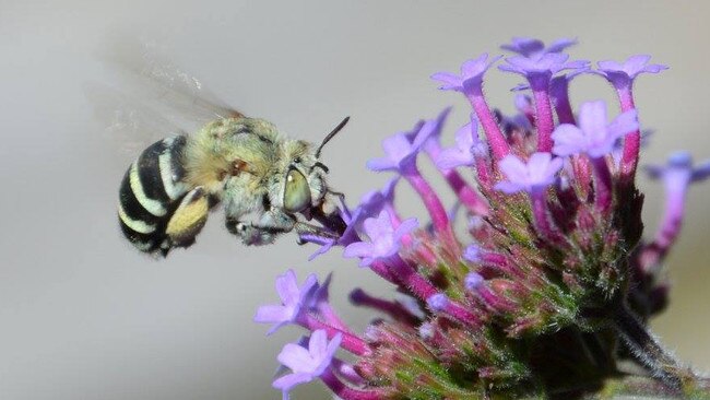 A native blue banded bee. Picture supplied by Sophie Thomson.