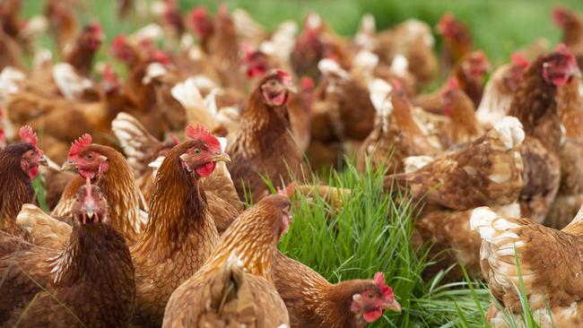 Avian influenza has now spread from wild birds to free-range chickens in New Zealand, having repeatedly done the same in Australia earlier this year.