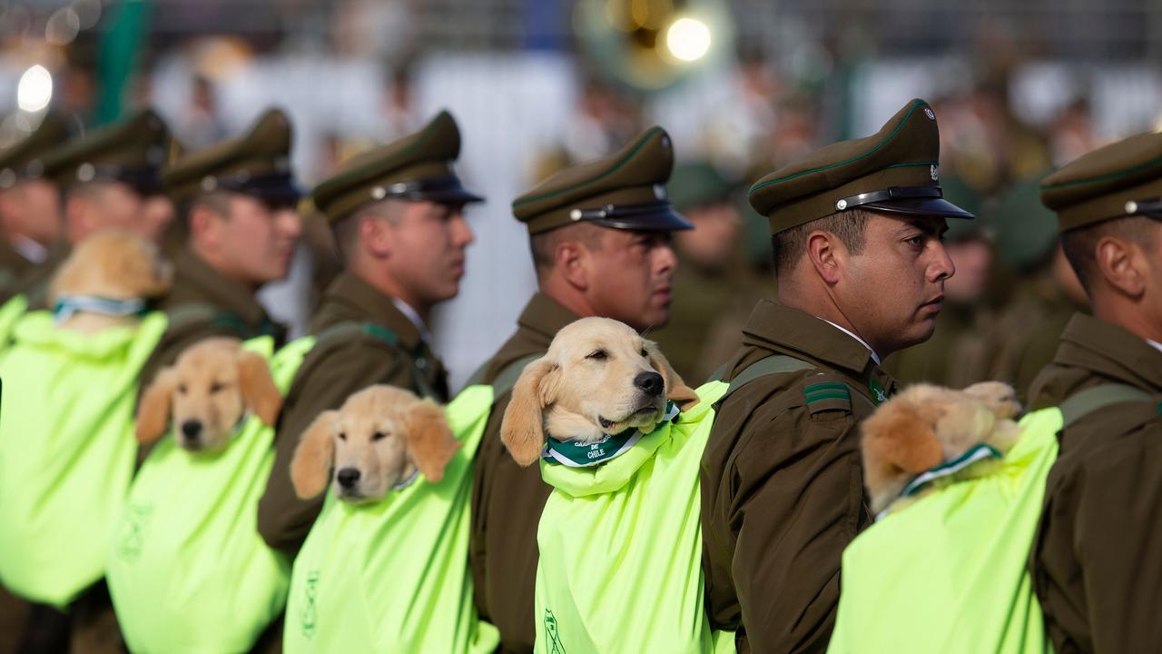 Carabineros police officers march with their sniffer dogs during a military parade in Chile. Photo: Claudio Reyes / AFP