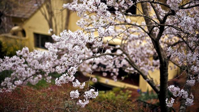 Spring blossoms at Everglades Historic House & Gardens. Picture: Supplied