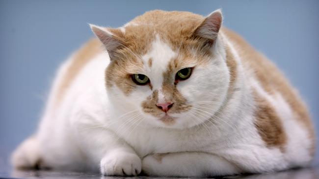 The cat’s fat? Blame it on the owner | news.com.au — Australia’s ...