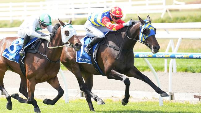 Duke Of Hastings will chase another staying success at Cranbourne on Saturday. Picture: Racing Photos via Getty Images