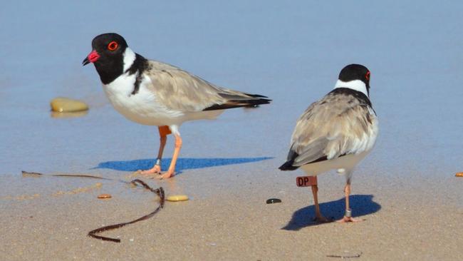 Harvey and Daphne at Port Willunga. Picture: Sue and Ash Read