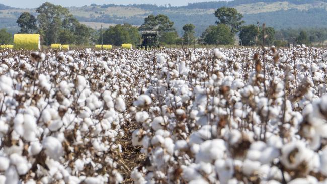 Cotton isn’t as thirsty as it used to be, industry groups say