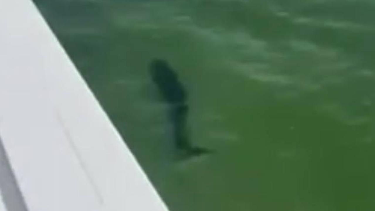 A shark, believed to be a bull shark, was spotted off Melbourne's Albert Park pier.