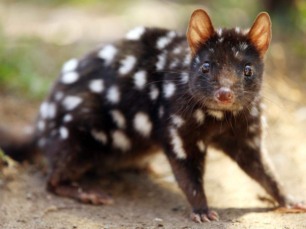 Australia’s top 20 animals facing extinction The Courier Mail