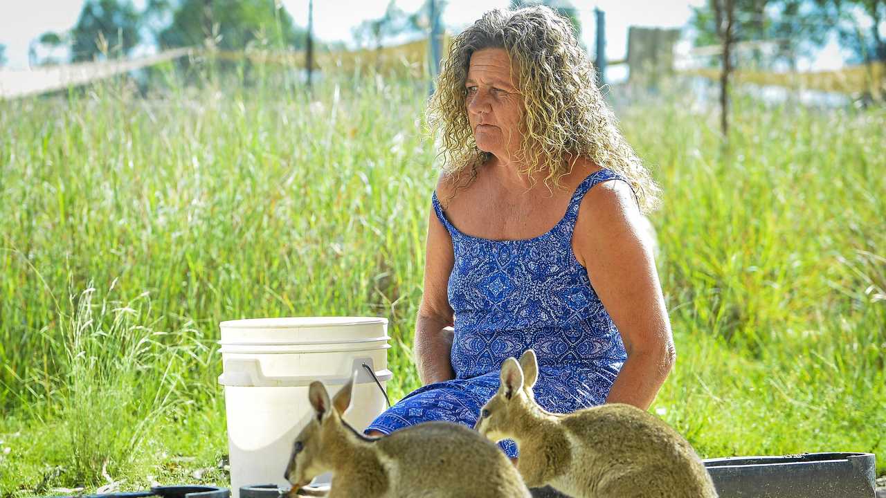 Tina Janssen cares for a number of Bridled Nailtail Wallabies at her wildlife sanctuary just out of Mount Larcom. Picture: Matt Taylor GLA060318WALL