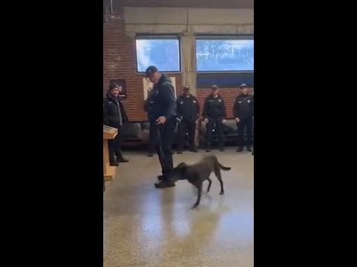 Retiring police dog receives special farewell surprise