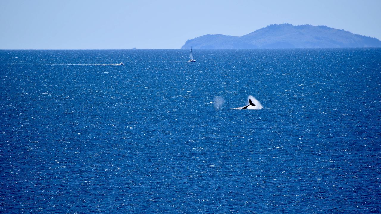 Whales breaching off the Mackay coast as they swam past Lamberts Lookout on Sunday. Picture: Rae Wilson