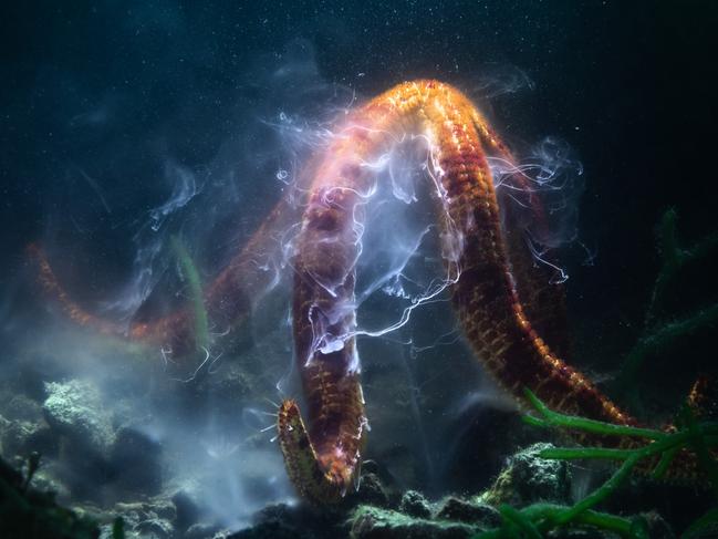 Shooting star by Tony Wu, USA/Japan Winner, Underwater Tony Wu watches the electrifying reproductive dance of a giant sea star. As the surrounding water filled with sperm and eggs from spawning sea stars.