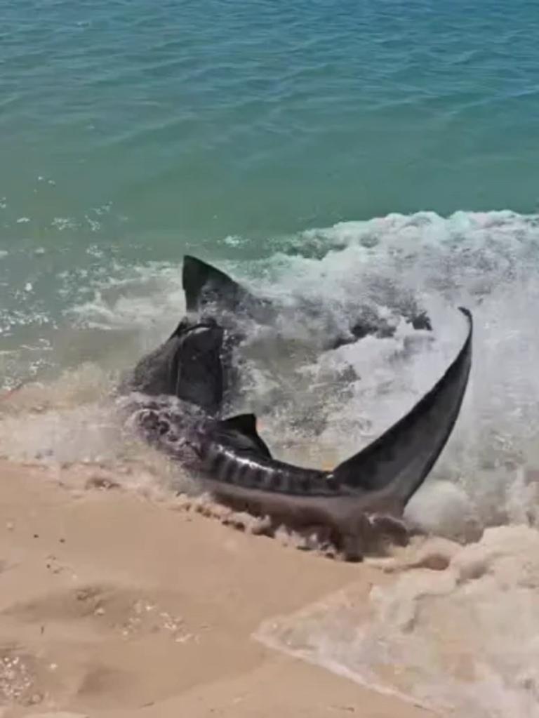 It momentarily beached itself and thrashed to get free. Picture: Facebook