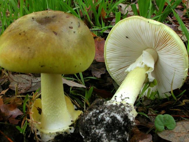 Amanita phalloides, or death cap, are found at the base of oak trees. Picture: Royal Botanic gardens Victoria