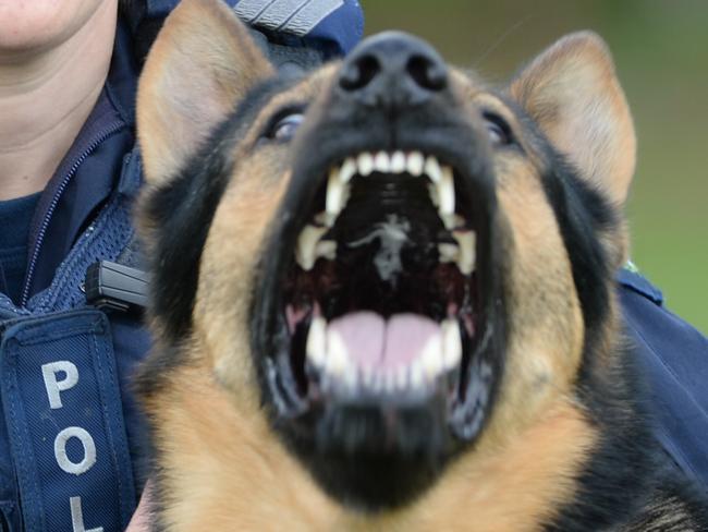 Sgt  Michelle Dench and her police  dog Archer at Dorset Recreation Reserve, Croydon. They have performed  many arrests in Knox, and were recently honoured with an award, after the Knox Inspector nominated them. Archer's bite is worse than his bark.  Picture: Lawrence Pinder