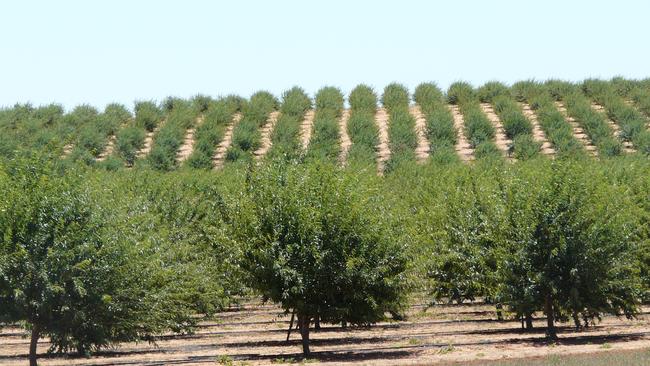 Almond trees need an average of 10-12ML of water per hectare, according to the Almond Board of Australia.