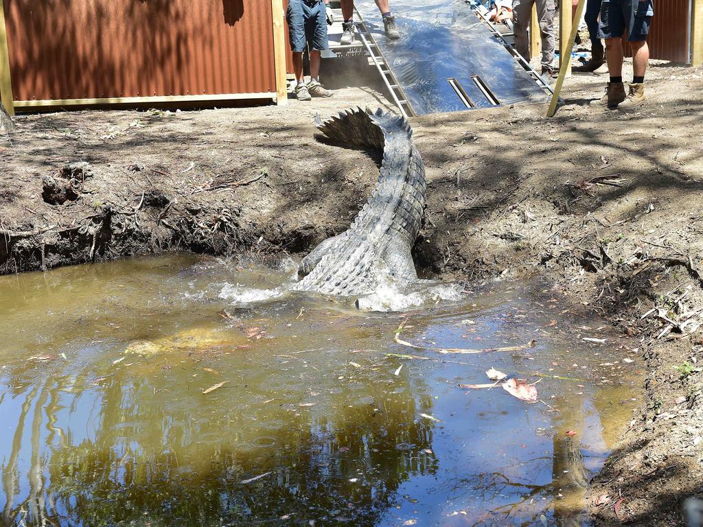 Billabong Sanctuary's new croc Krakatoa arrives to his new home. Picture: Shae Beplate.