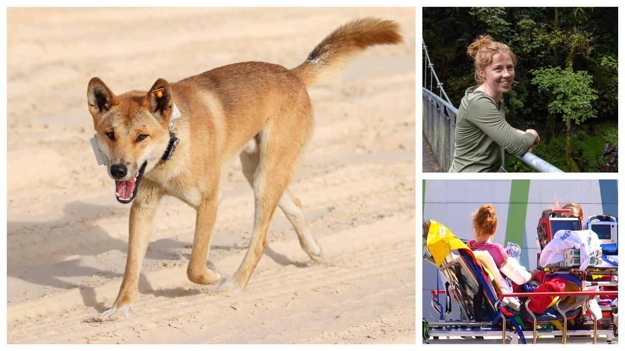 Dingo pack leader killed after attacking a jogger on a popular