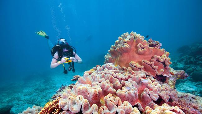 Bleaching occurs when water warms too severely and forces coral to expel the algae living in their tissue, causing their vibrant colours to fade and turn white. Picture by Tourism Australia.