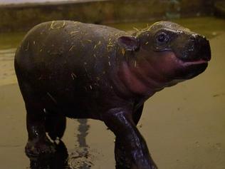 KIDS NEWS Taronga Zoo welcomes a pygmy hippo. Picture: supplied