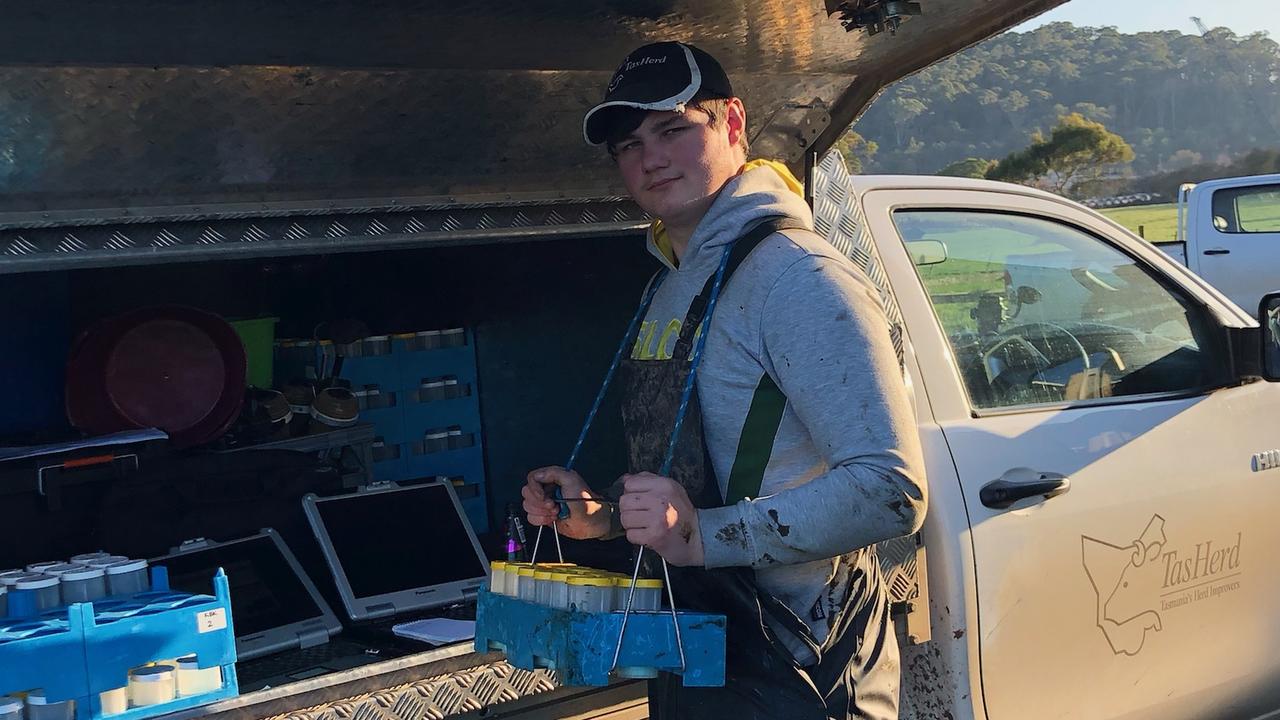 Telita teen Jacob Donohue, 19, hard at work with TasHerd. Picture: Supplied