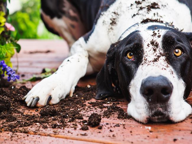 SMARTHacks for Pets SMART guide with PETSTOCK . Pet anxiety. Guilty Great Dane. Picture: Getty