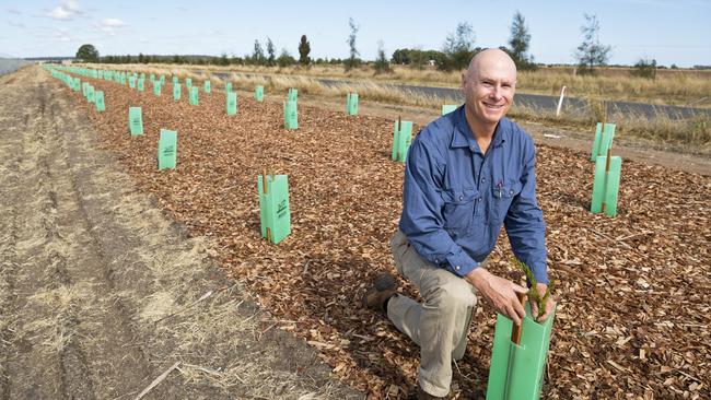 Michael Geraghty of Ravensbourne Trees inspects the Oakey solar project plantings, Monday, June 1, 2020. Picture: Kevin Farmer