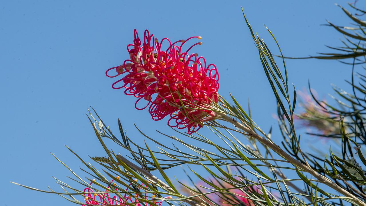 The garden of Charmaine Williamson at 30 Rhyde St Toowoomba. 2020 Garden for Good. Thursday. 24th Sep 2020