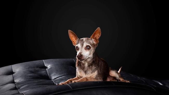 The Clark's beloved dog Shadow, 17, who perished in the house fire. Picture – contributed.