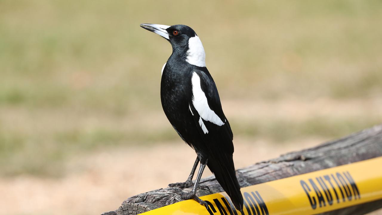 The magpie was seized and relocated out of Brisbane following the incident. Picture: Liam Kidston