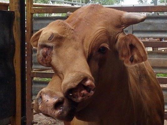 CREDIT:Facebook / Mareeba Saleyards A deformed cow with two heads has been sold to an abattoir for £270 ($400). The double-faced bullock took centre stage at a cattle auction in North Queensland, Australia on Tuesday.