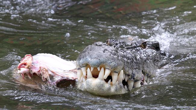 ElvisÕ the saltwater crocodile being fed half a cow for his 50th birthday at the Australian Reptile Park