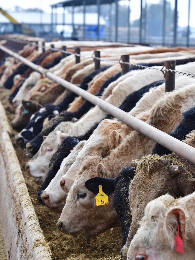 Cattle in the feedlot at Nanneella in the Goulburn Valley. Picture: Zoe Phillips