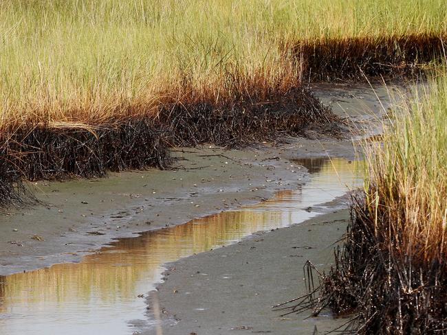 It’s unclear how well the Gulf has recovered from the twin disasters. Pictured, oil coating Louisiana marshes in 2010. Picture: AP Photo/Patrick Semansky.